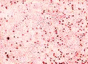 Виды и причины дефектов лакокра­сочных покрытий